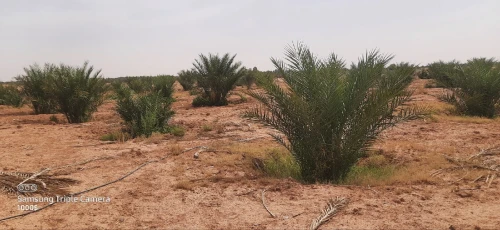 Vente Terrain Agricole Ouled Djellal Doucen