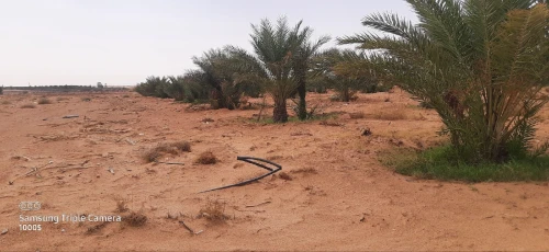 Vente Terrain Agricole Ouled Djellal Doucen