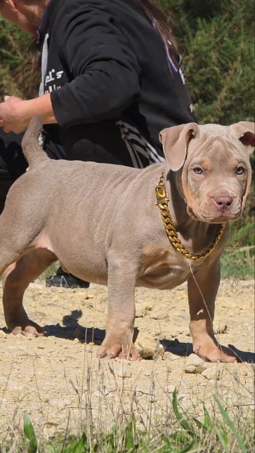 American bully 