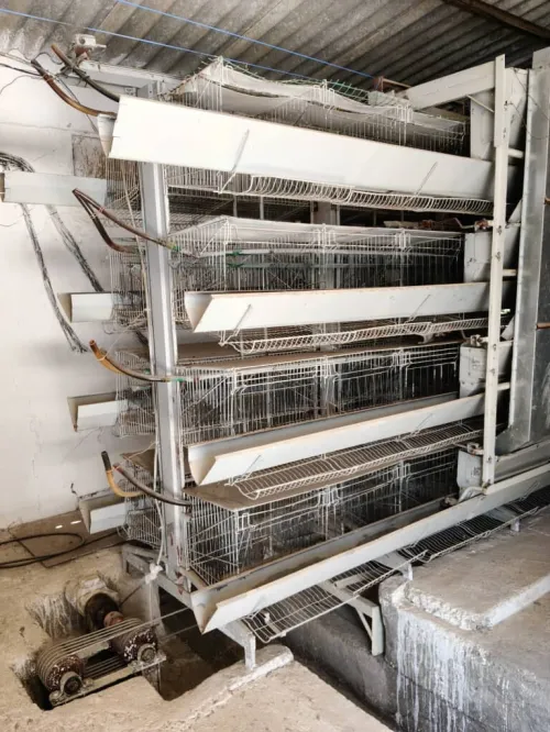 BATTERIE Poules pondeuses 15500 sujets.