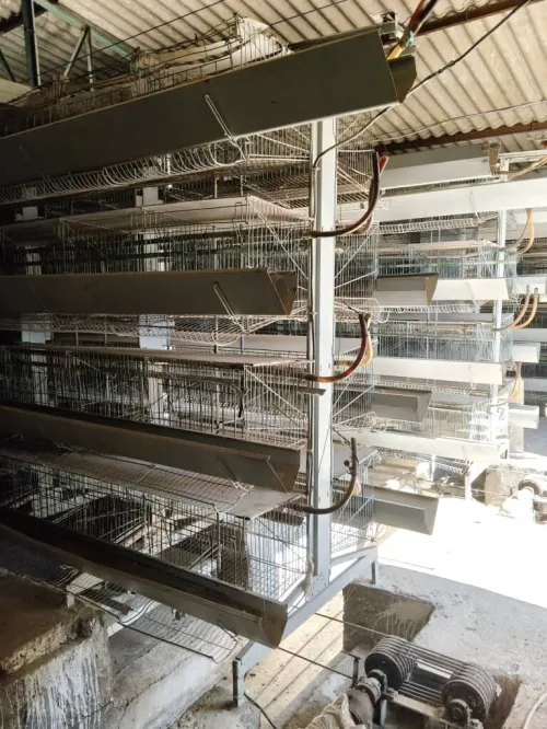 BATTERIE Poules pondeuses 15500 sujets.
