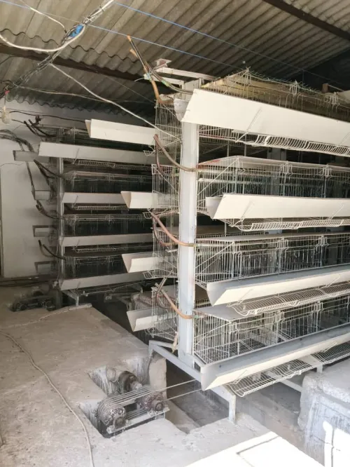 BATTERIE Poules pondeuses 15500 sujets.