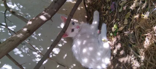 Chatons angora turc