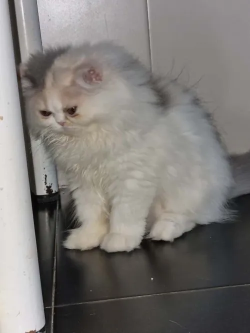 Chats persan van a vendre