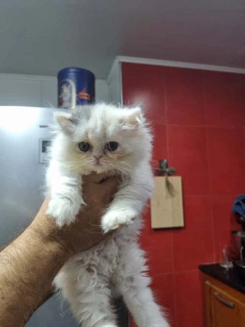 Chats persan van a vendre