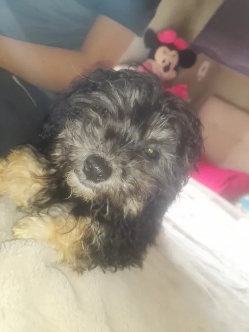 Caniche 