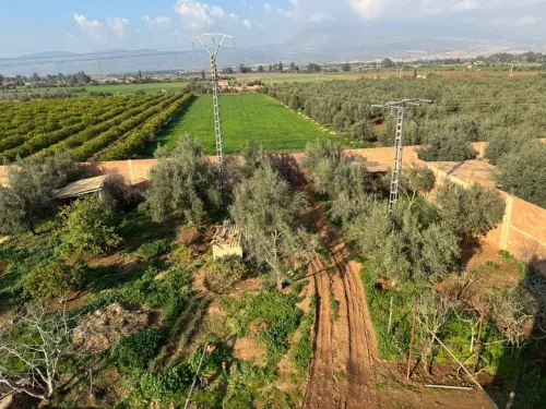 Vente Terrain Agricole Aïn Defla Djelida
