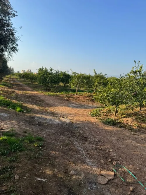 Vente Terrain Agricole Aïn Defla Djelida