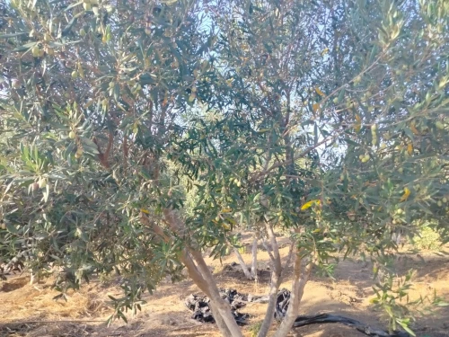 Vente Terrain Agricole Oran Ain el kerma