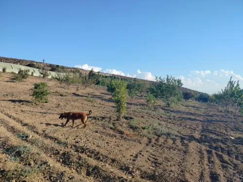 Vente Terrain Agricole Oran Ain el kerma