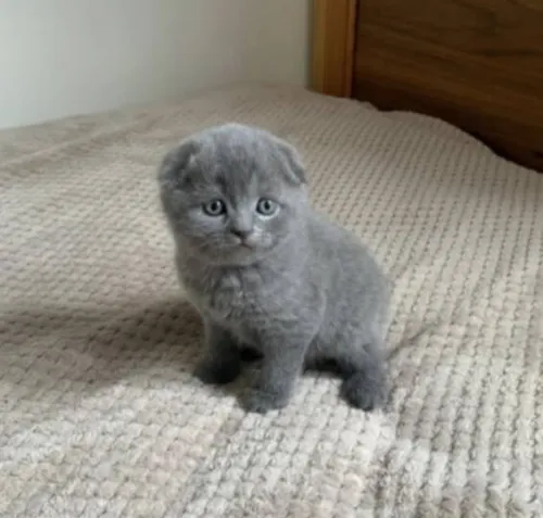 Scottish fold