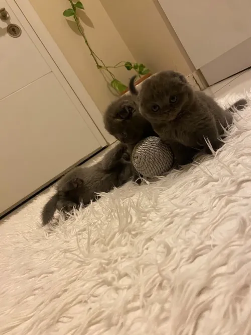 Scottish fold