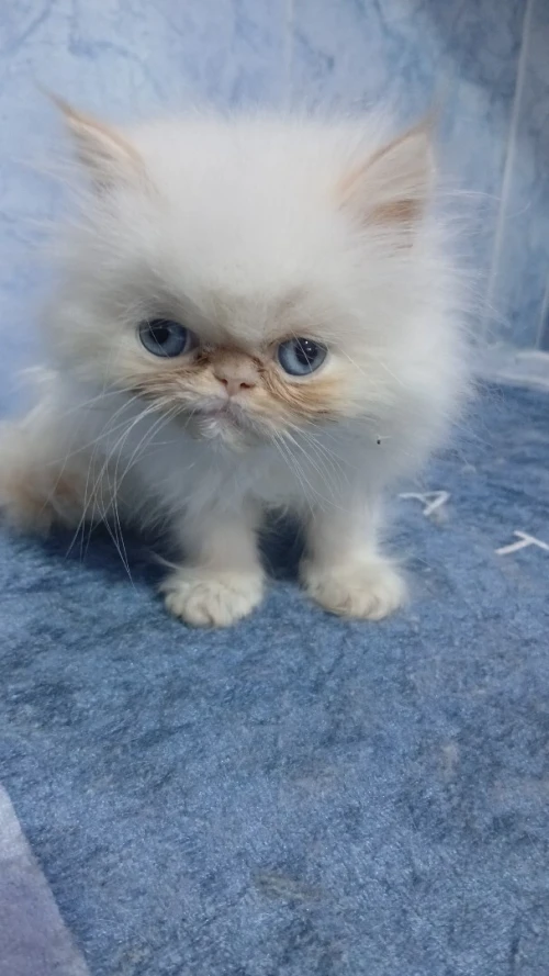 Chat Persan