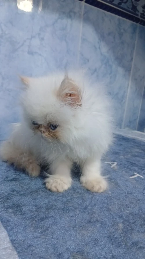 Chat Persan