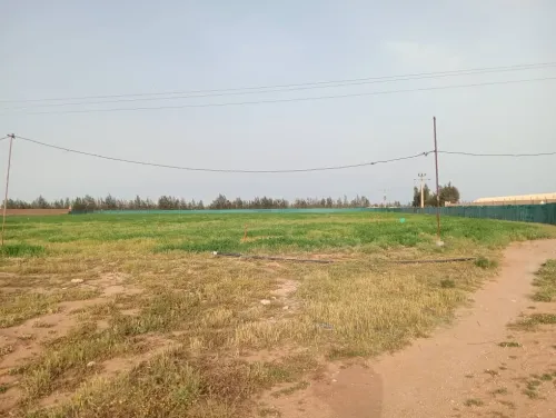 Vente Terrain Agricole Djelfa Ain oussara 18