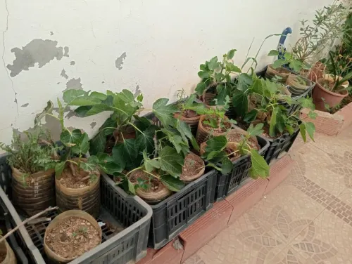 Vente Terrain Agricole Djelfa Ain oussara 20