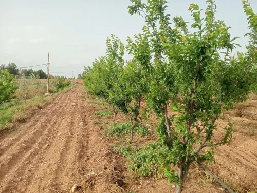 Vente Terrain Agricole Djelfa Ain oussara 10