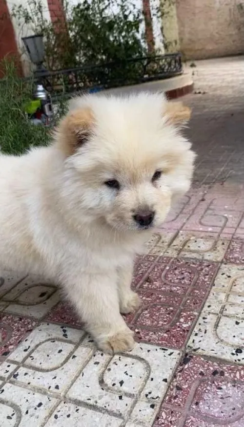 Chow-Chow pure race 