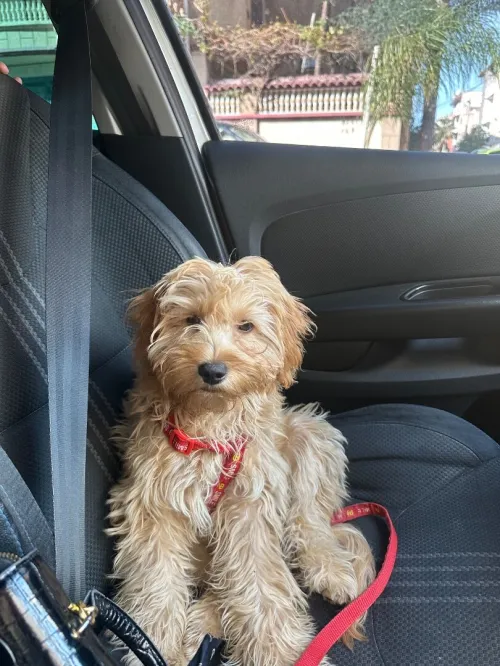 Caniche bichon