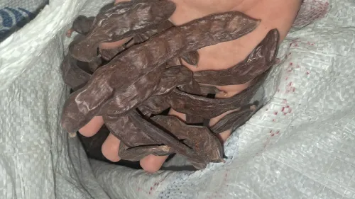 الخروب للبيع 