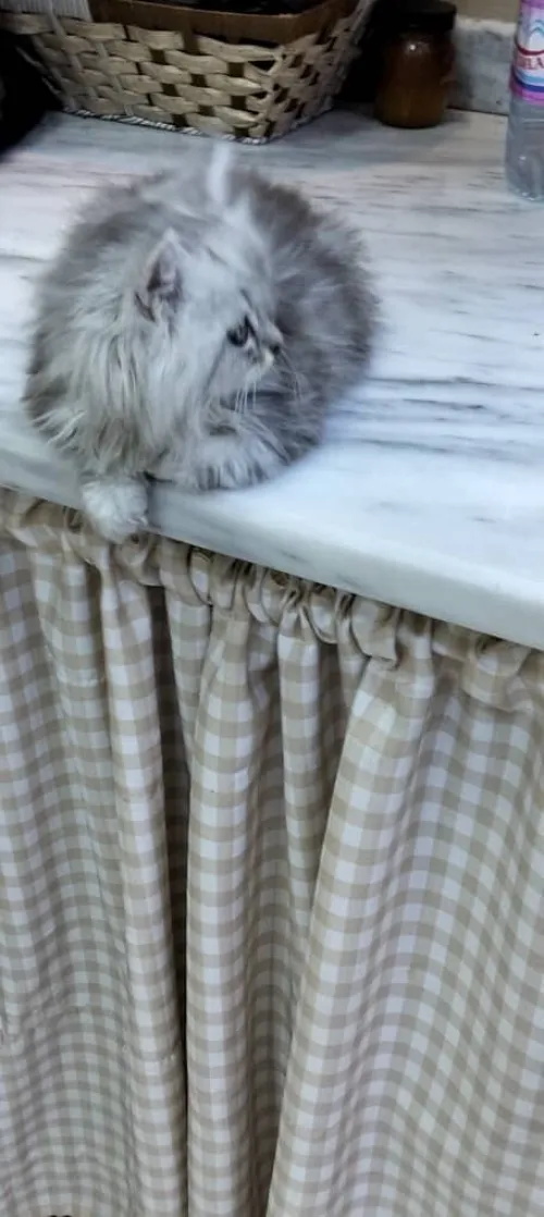 Chat mâle person chirazi