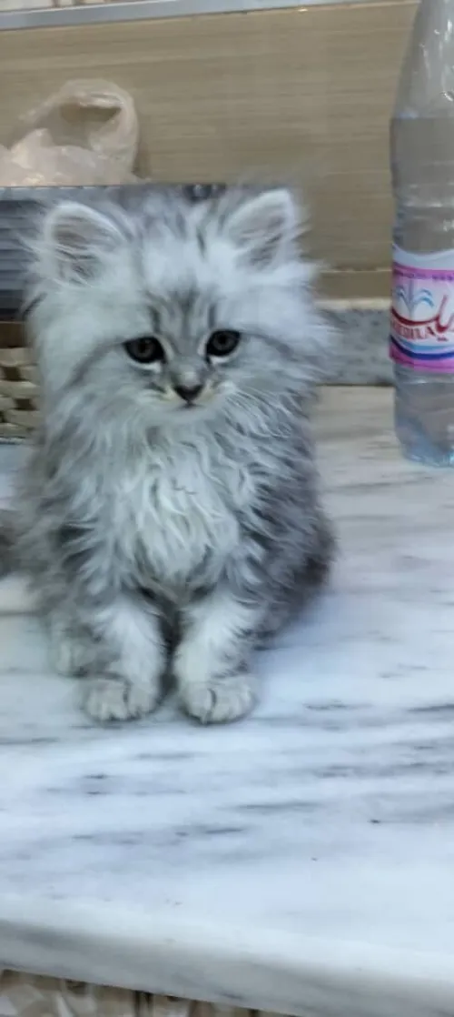 Chat mâle person chirazi