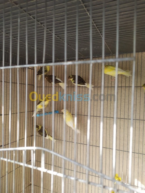 vente canari jeune