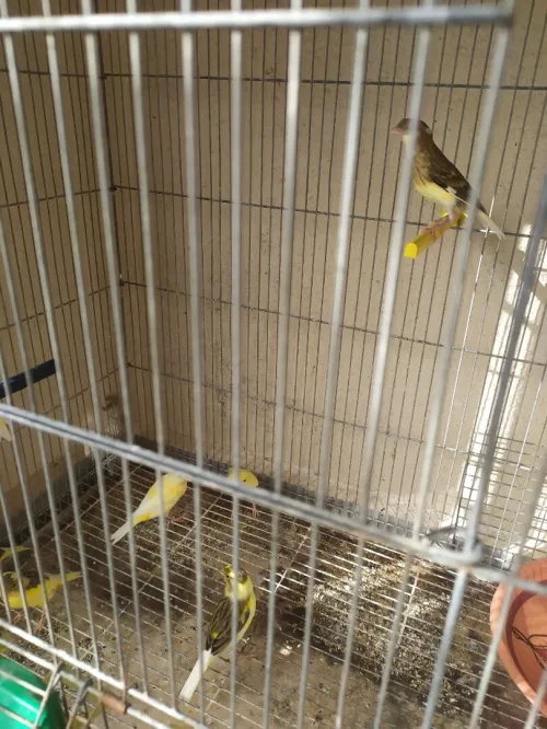 vente canari jeune