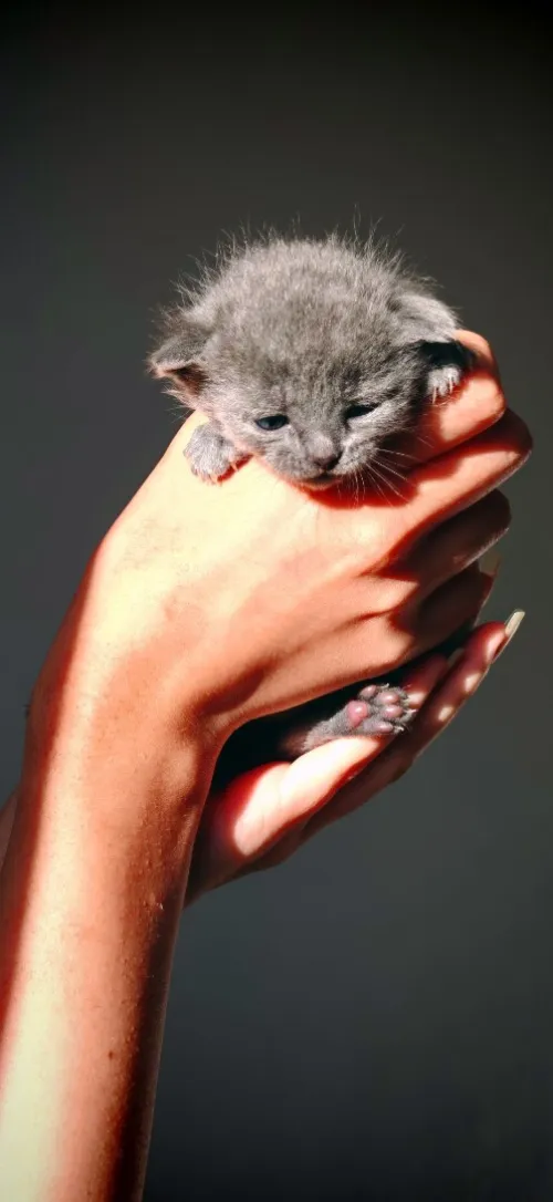 Chat Scottish fold 