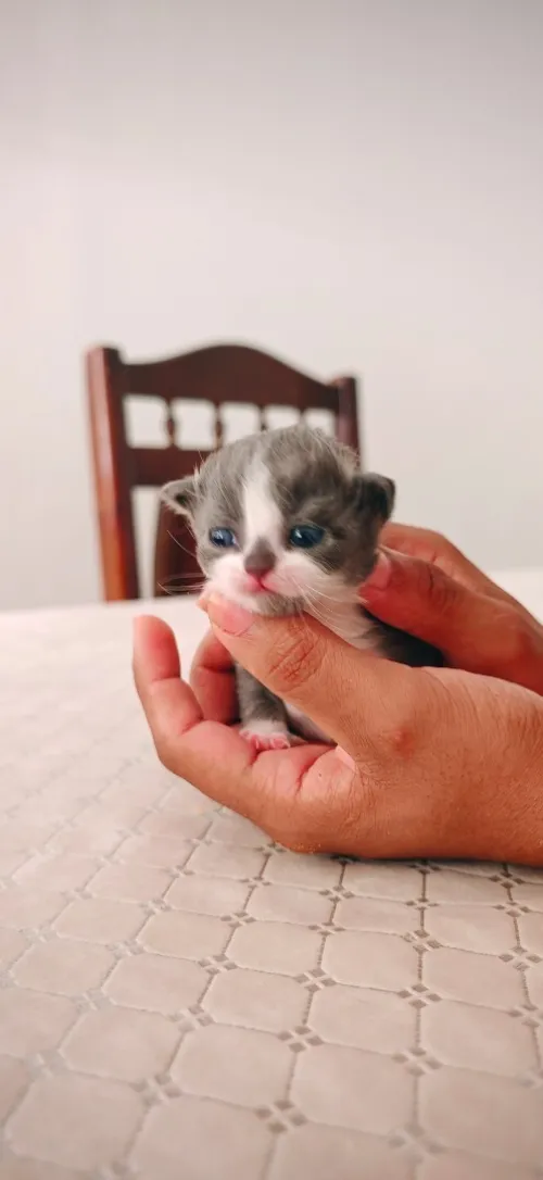 Scottish fold cat 