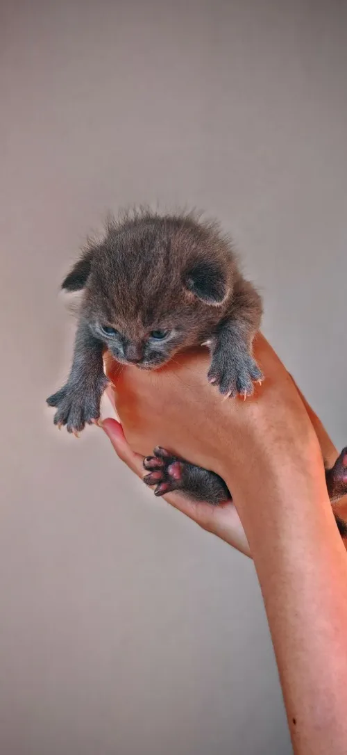 Scottish fold cat 