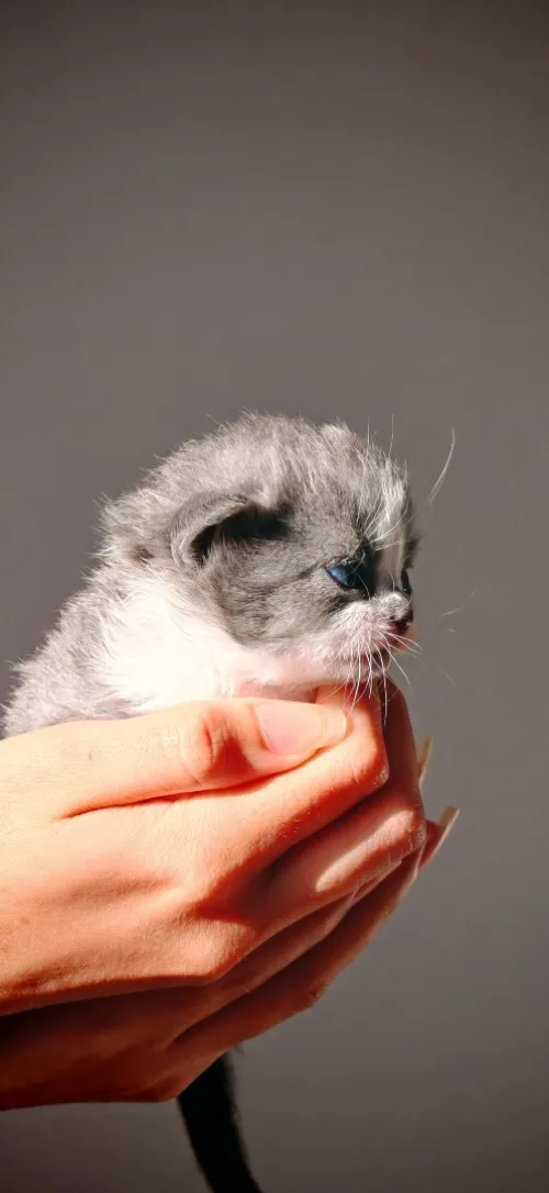 Chat Scottish fold 