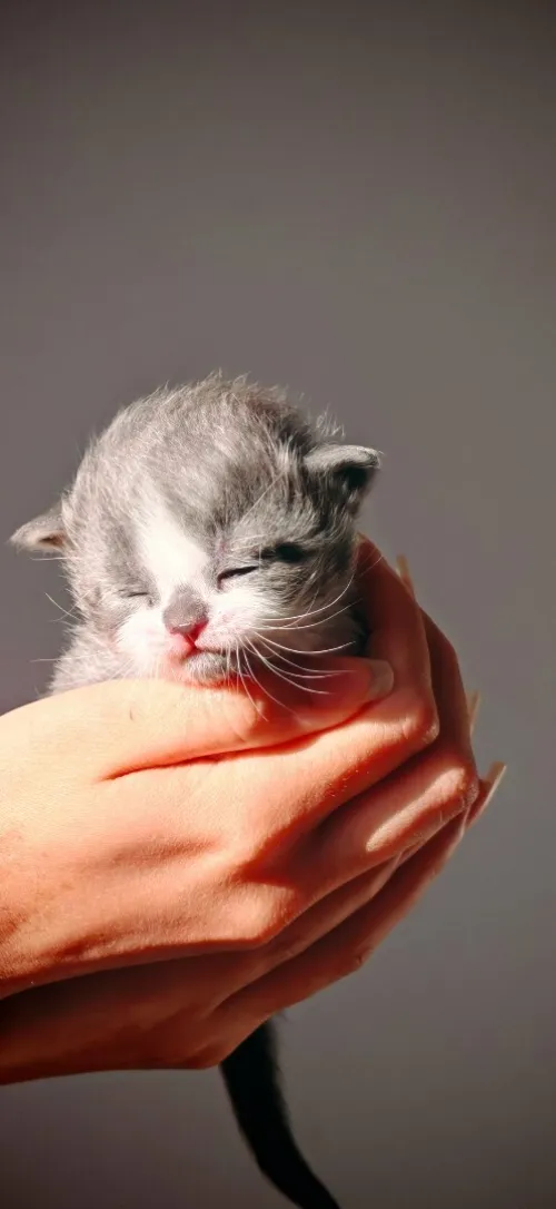 Scottish fold cat 