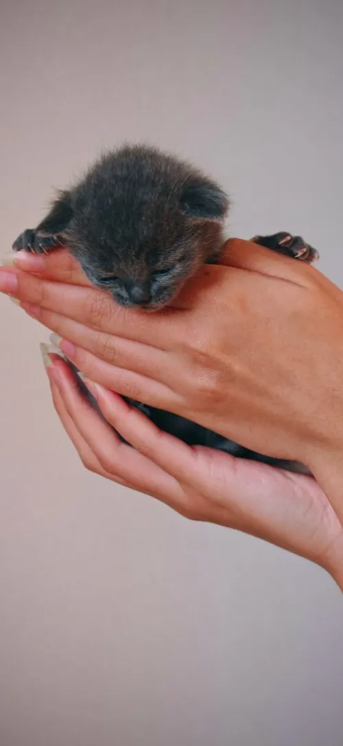 Scottish fold cat 