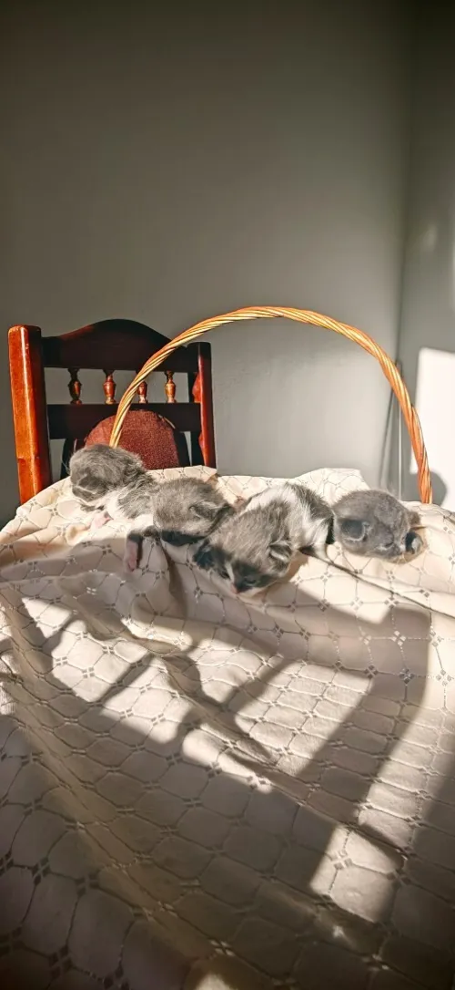 Scottish fold cat 