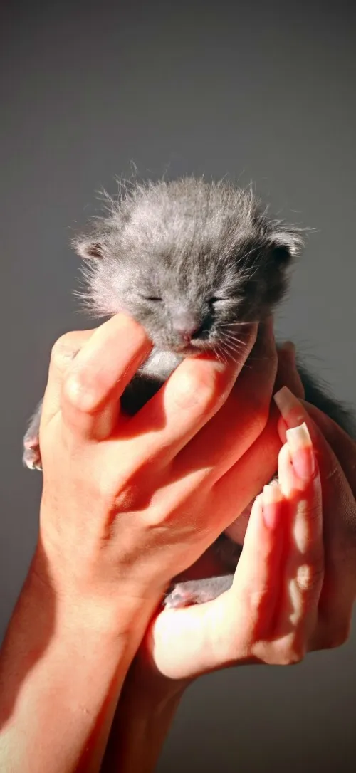Scottish fold cat 