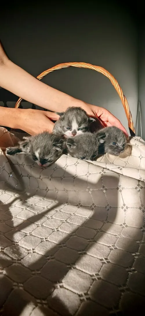 Chat Scottish fold 