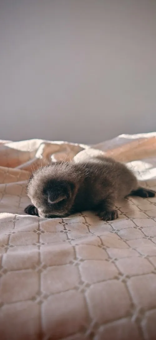 Scottish fold cat 