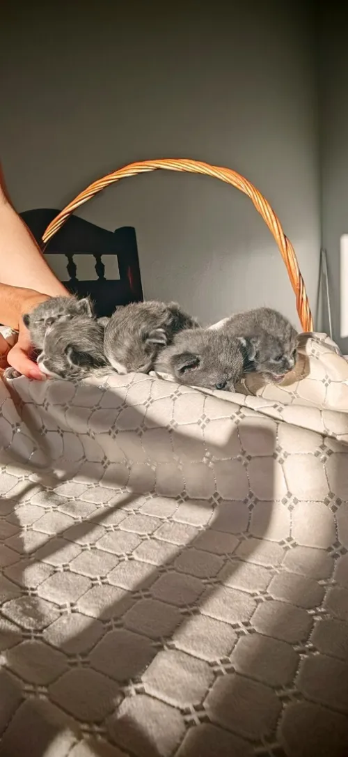 Chat Scottish fold 