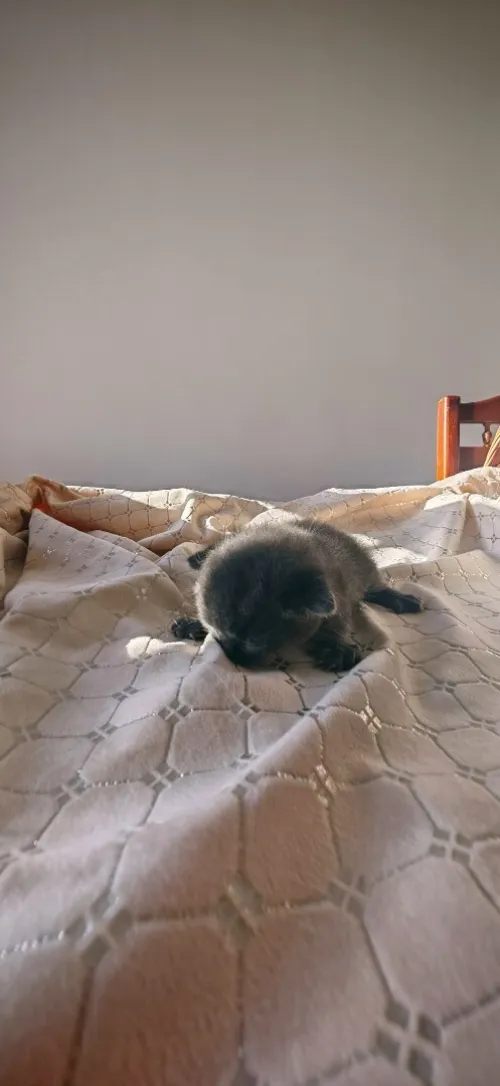 Scottish fold cat 