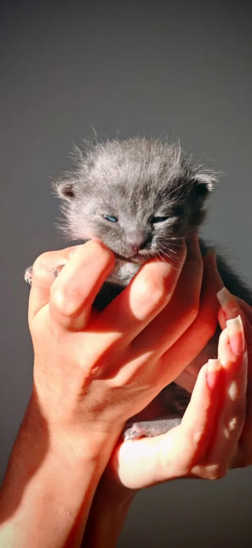 Scottish fold cat 