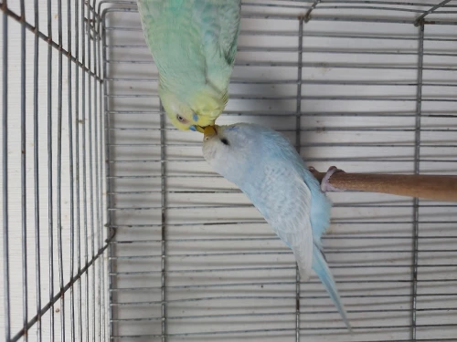 Couple perruche grey wings