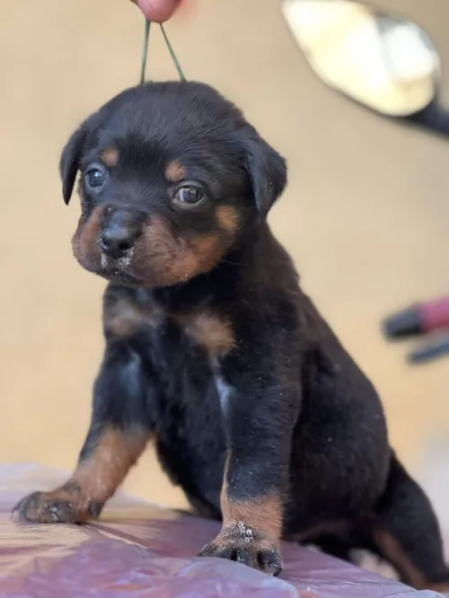 rottweiler