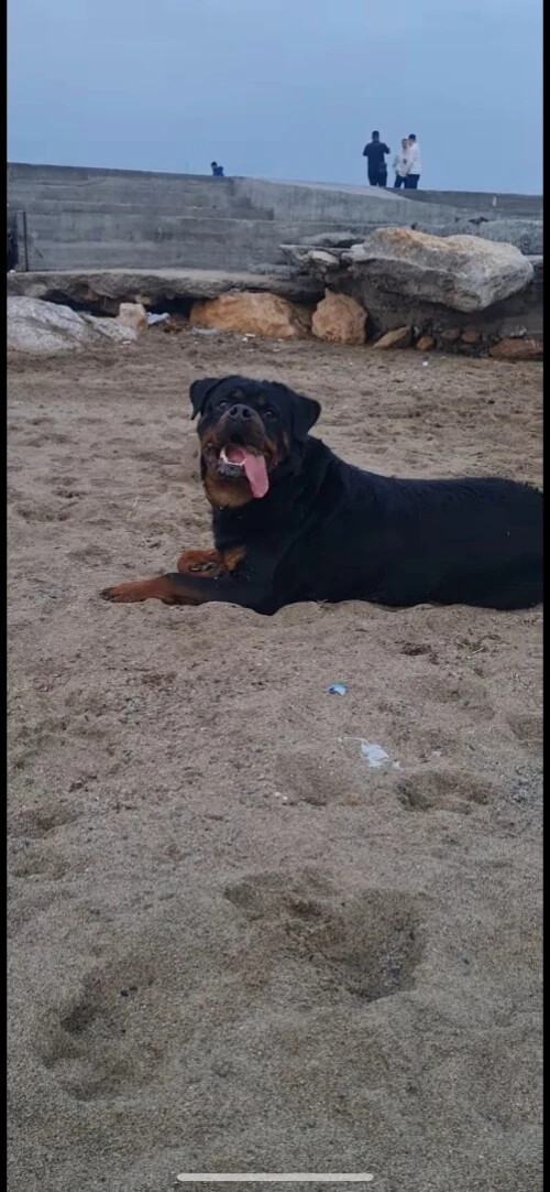 rottweiler 