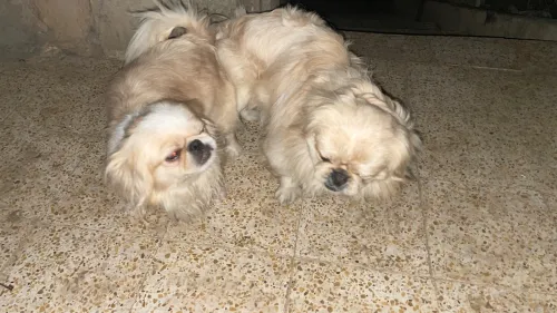 Chiots pékinois miel