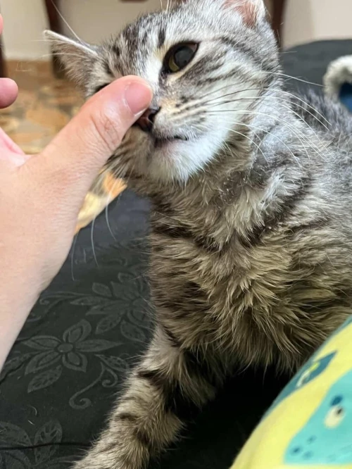 Adoption chat de 8 mois