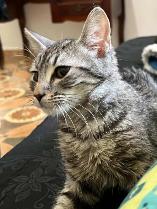 Adoption chat de 8 mois