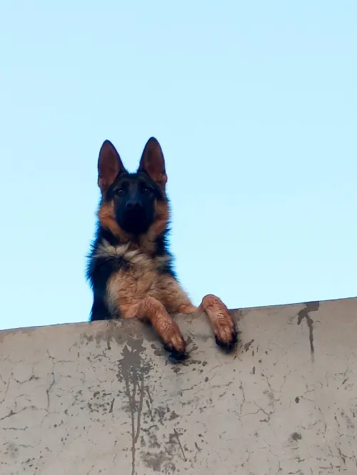 Mâle berger allemand 8 mois