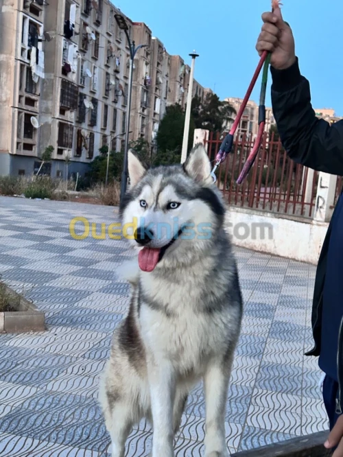 Chien husky poile long 