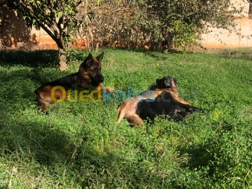 Chiots berger allemand âgé dun mois 